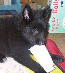 Blue Ocean de Geracao nova